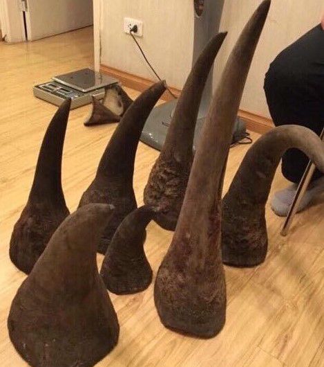 Black Rhino Horns Pair